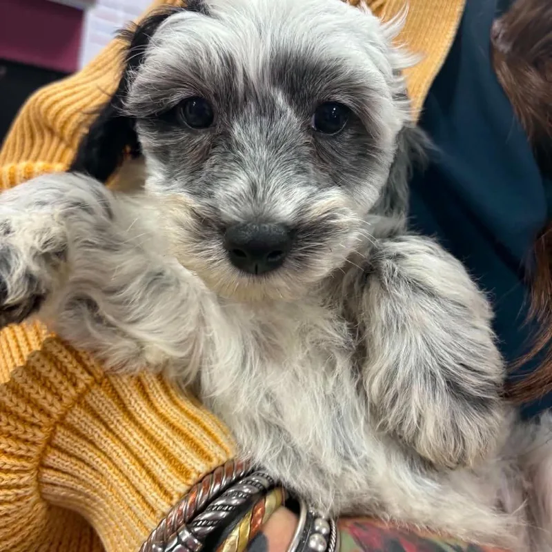 Ducky Puppy: Suki thumbnail 4