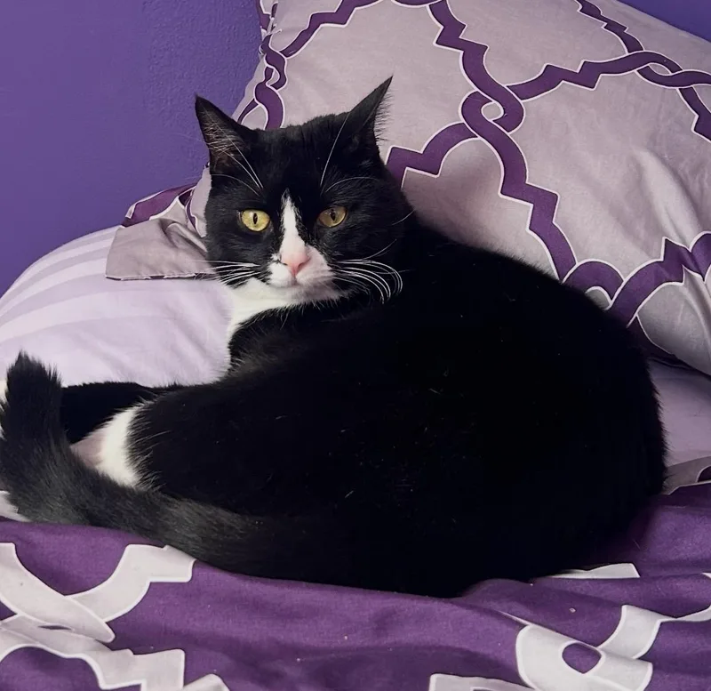 Chichi & Chimichanga thumbnail 2