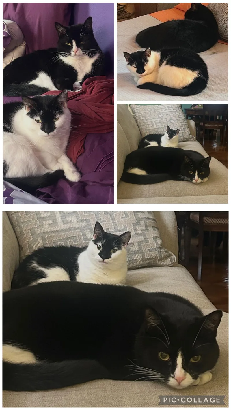 Chichi & Chimichanga thumbnail 4