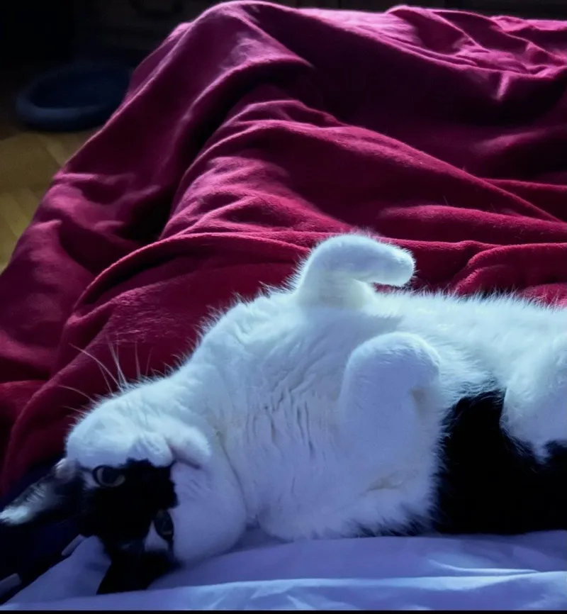 Chichi & Chimichanga thumbnail 5