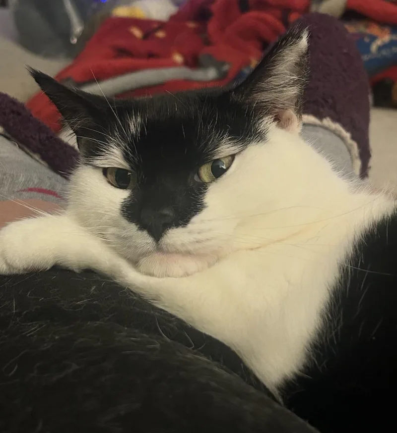 Chichi & Chimichanga thumbnail 6