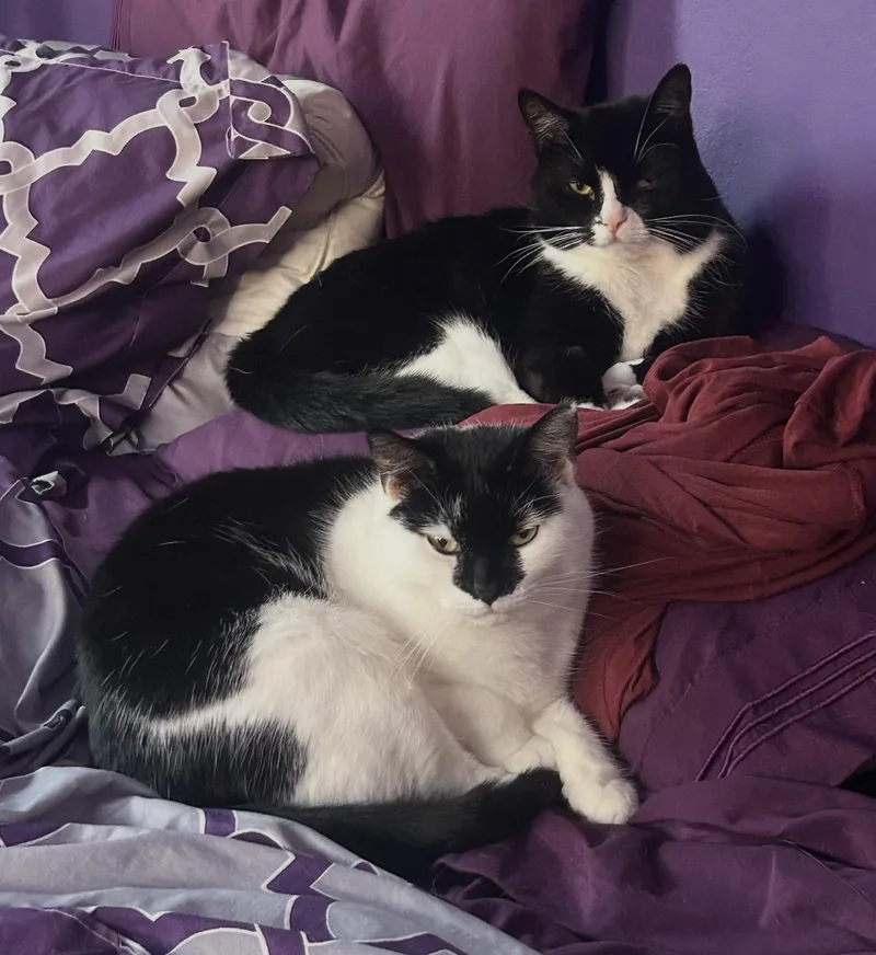 An adult medium-sized male Black & White / Tuxedo Domestic Short Hair cat named Chichi & Chimichanga for adoption in Staten Island, NY