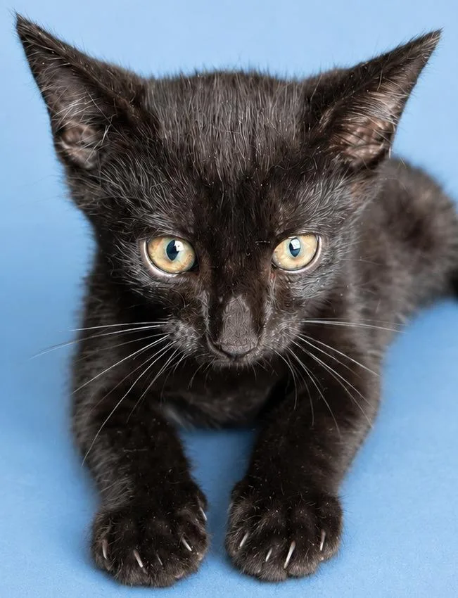 A baby medium-sized male Domestic Short Hair cat named Male for adoption in Wauchula, FL