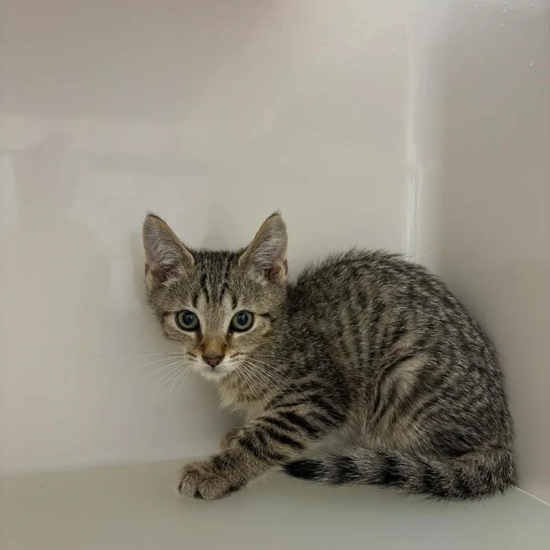A baby small-sized male Brown / Chocolate Domestic Short Hair cat named Ross for adoption in Rocky Mount, VA