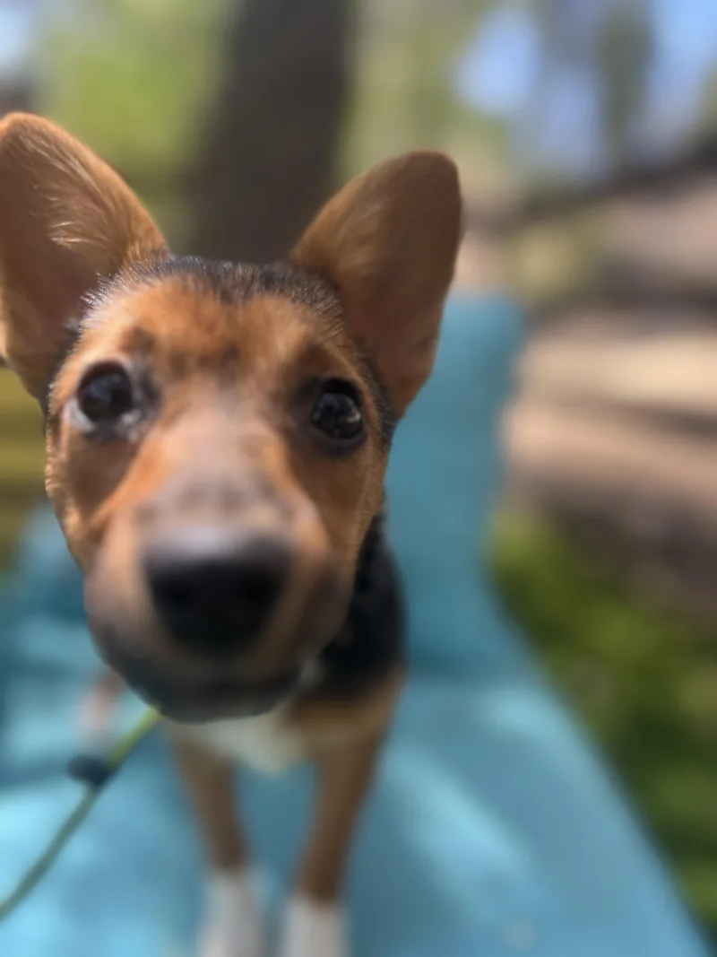 A baby small-sized female Tricolor (Brown, Black, & White) Corgi dog named Casey for adoption in West Hollywood, CA