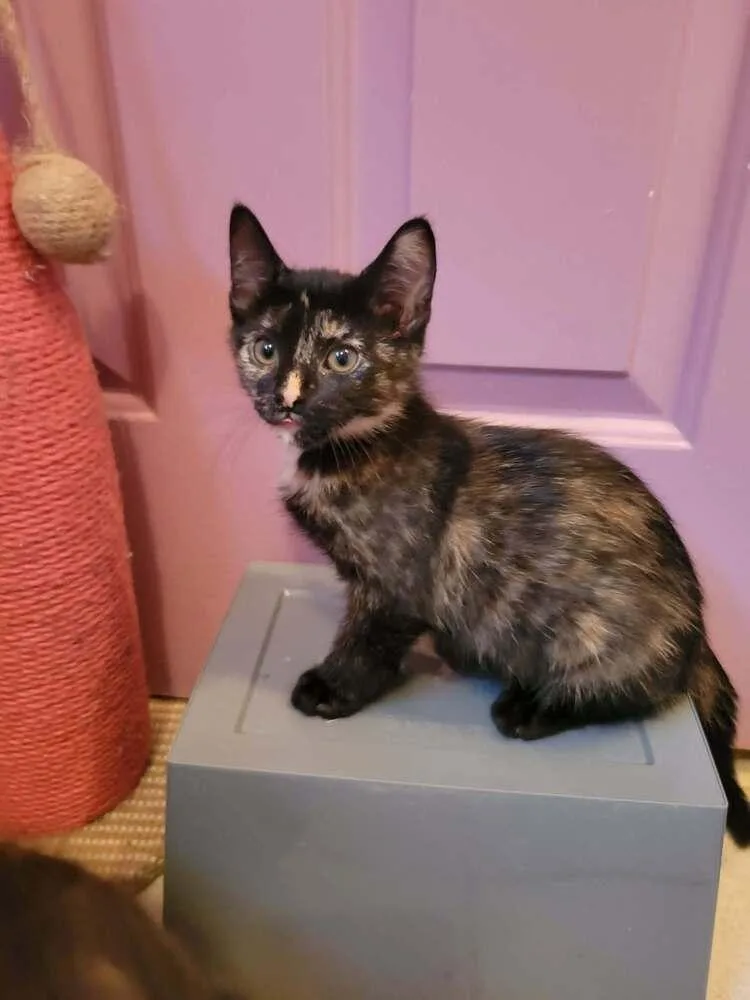 A baby medium-sized female Domestic Short Hair cat named Swan for adoption in Candler, NC