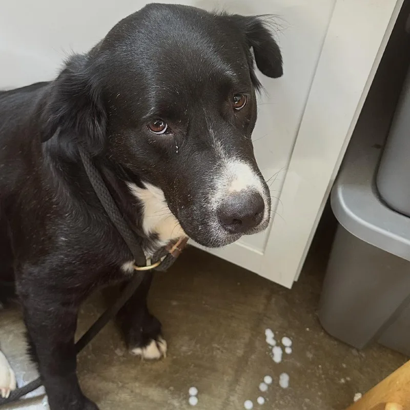 An adult large-sized female Black Mixed Breed dog named Gemma for adoption in Corinth, MS