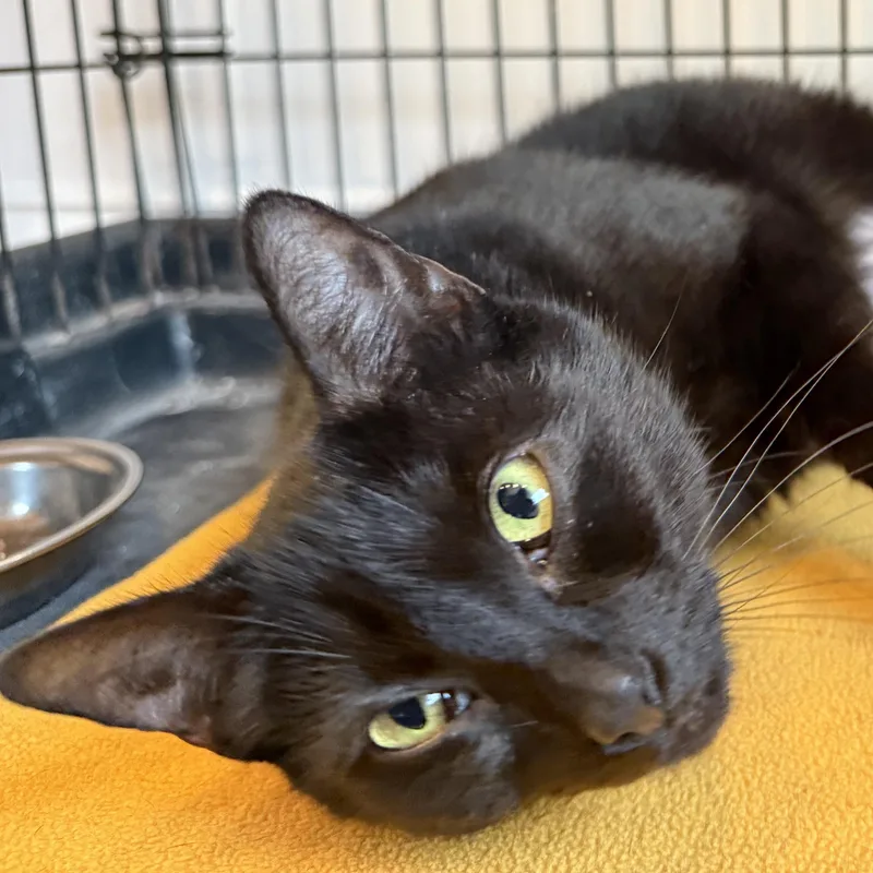 A young medium-sized female Black American Shorthair cat named Betty for adoption in Hull, MA