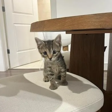 A baby small-sized female Calico Domestic Short Hair cat named Coco for adoption in Houston, TX