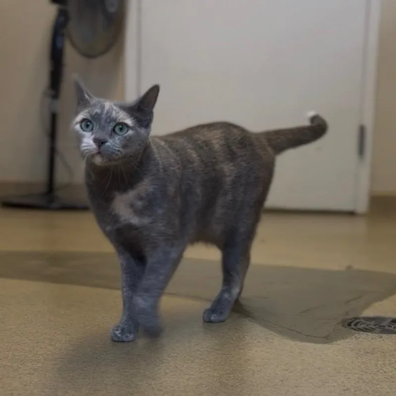 A young small-sized female Domestic Short Hair cat named Valerie for adoption in Wayne, NJ