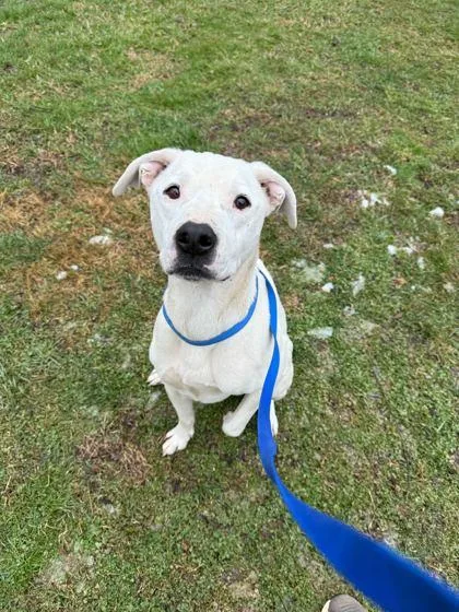 An adult medium-sized male Mixed Breed dog named Ghost for adoption in Knoxville, TN