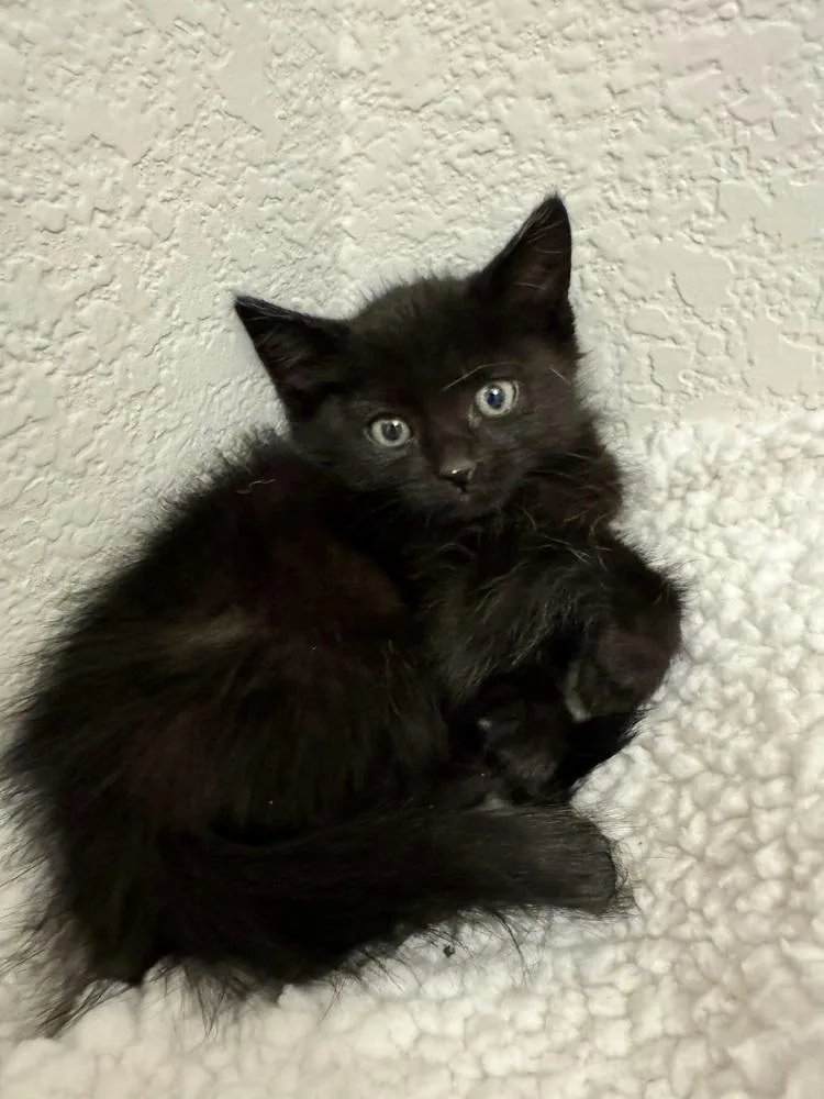 A baby small-sized male Black Domestic Short Hair cat named Noir for adoption in Green Valley, AZ