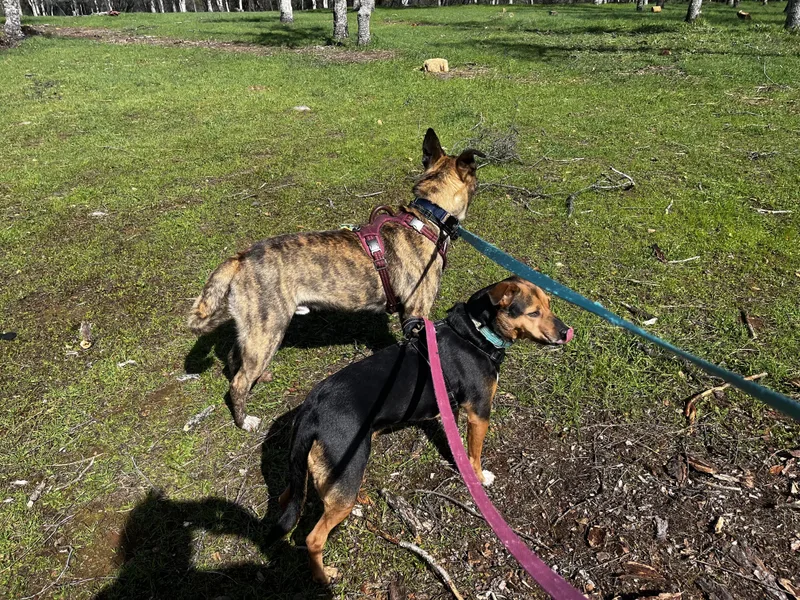 A young large-sized male Brindle Dutch Shepherd dog named Kona for adoption in Rocklin , CA