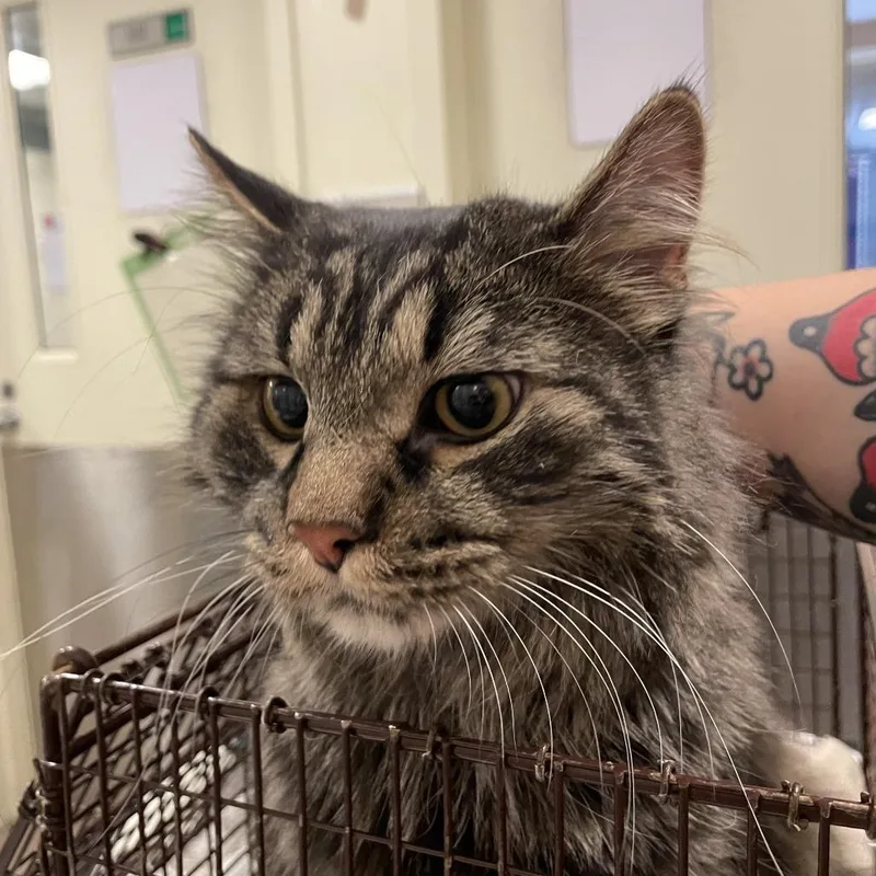 An adult large-sized male Black Maine Coon cat named Mishko for adoption in Chicago, IL