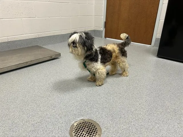 An adult small-sized male Shih Tzu dog named A for adoption in Ocala, FL