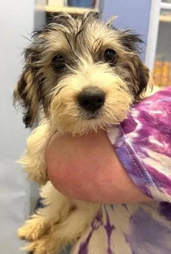 A baby medium-sized female Terrier dog named Cruiser for adoption in Madison, NJ