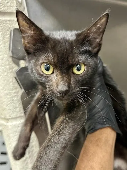 A baby small-sized male Domestic Short Hair cat named Jason for adoption in Wichita, KS