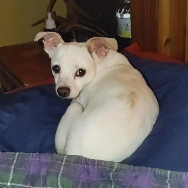An adult small-sized male White / Cream Chihuahua dog named Twister for adoption in Seguin, TX