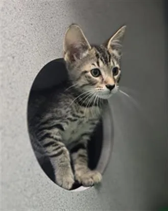A baby small-sized male Domestic Short Hair cat named Anthos for adoption in Aliquippa, PA