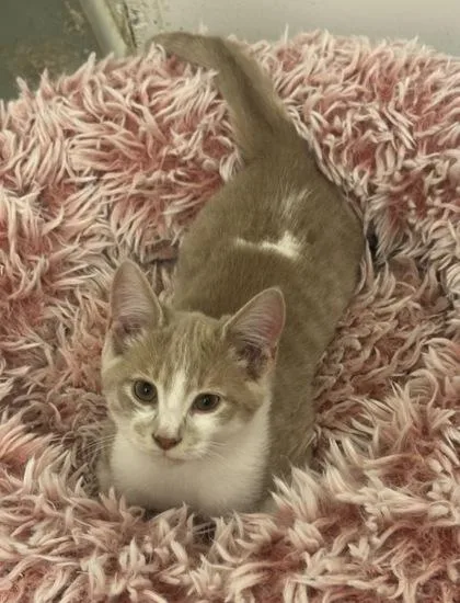 A baby small-sized male Domestic Short Hair cat named Golden for adoption in Wilkesboro, NC