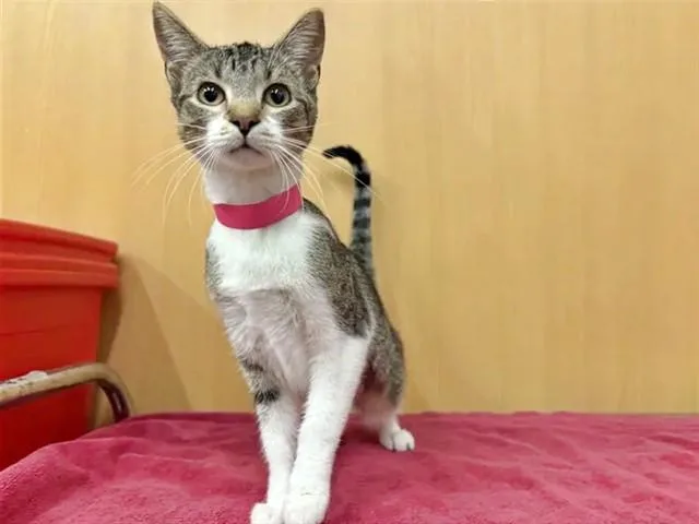 A young small-sized female Domestic Short Hair cat named Darma for adoption in Saint Louis, MO