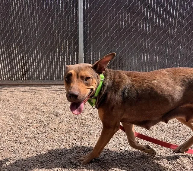 A young large-sized female Pit Bull Terrier dog named Star for adoption in Tucson, AZ