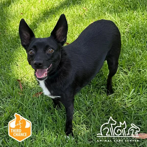 A young small-sized female Chihuahua dog named Sombra for adoption in Irvine, CA