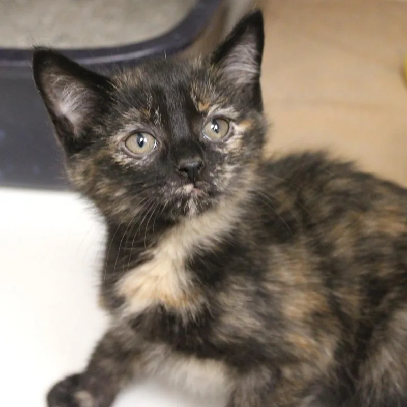 A baby small-sized female Tortoiseshell Domestic Short Hair cat named Strawberry Poisondart Frog for adoption in Champaign, IL
