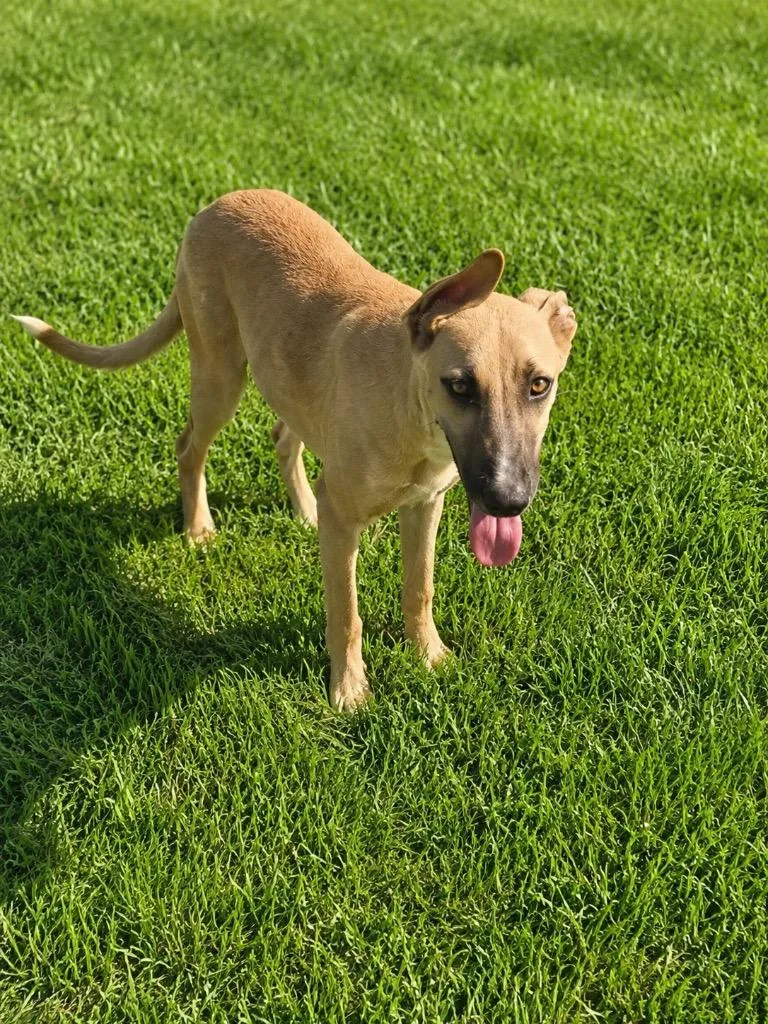 Milo