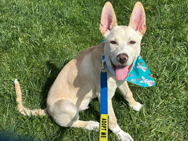 A baby large-sized male Labrador Retriever dog named Simon for adoption in Lexington, KY