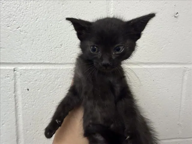 A baby small-sized female Domestic Short Hair cat named Princesa for adoption in San Bernardino, CA