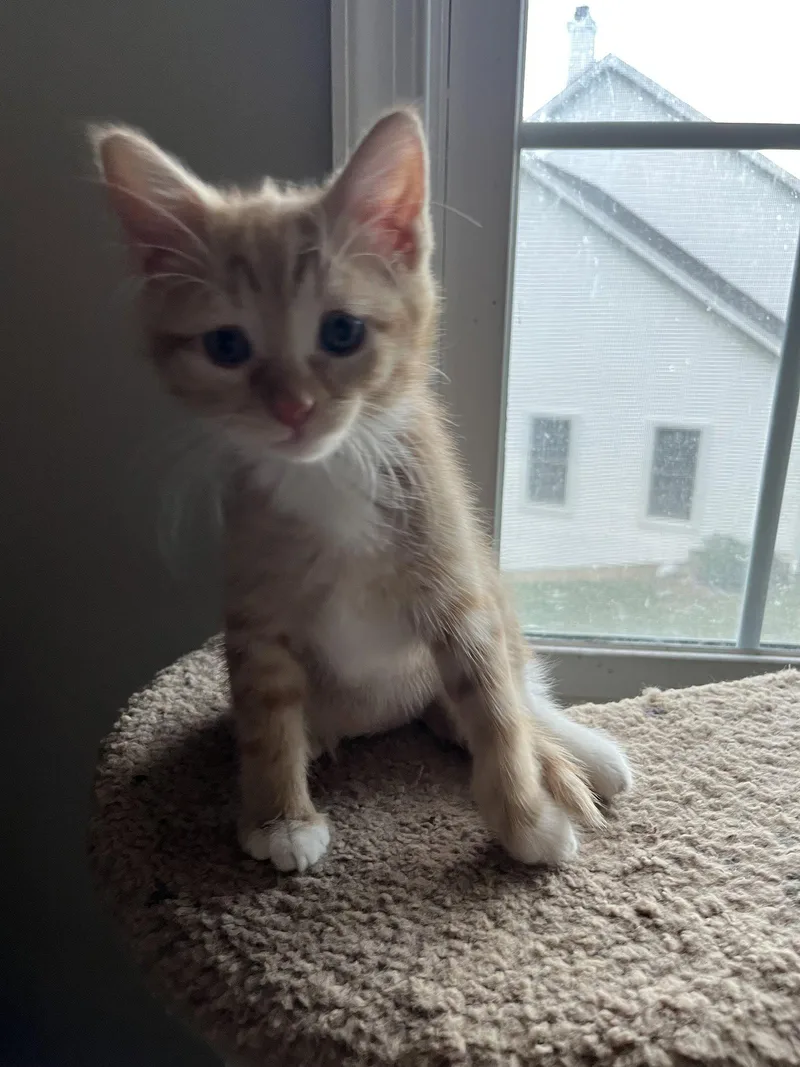 A baby medium-sized male Orange / Red Domestic Short Hair cat named Pine Nut for adoption in Trenton, NJ