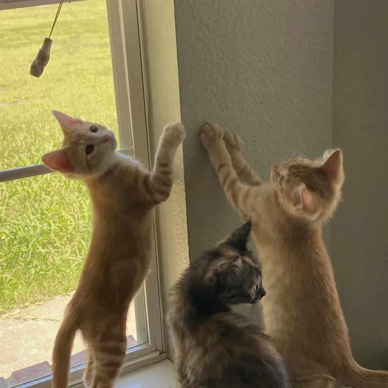 A baby medium-sized female Orange & White Domestic Short Hair cat named Gillian for adoption in Ladonia, TX