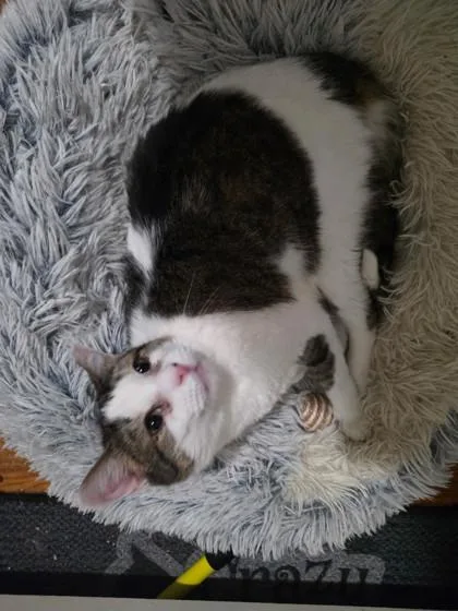 An adult medium-sized male Domestic Short Hair cat named Morgan for adoption in Berwick, PA
