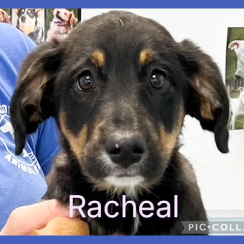 A baby medium-sized female Tricolor (Brown, Black, & White) Shepherd dog named Rachel for adoption in Albany, NY