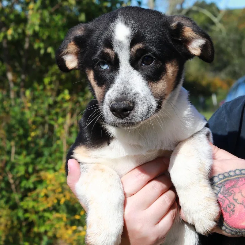 A baby medium-sized female German Shepherd Dog dog named CT Bailey for adoption in Eastford, CT