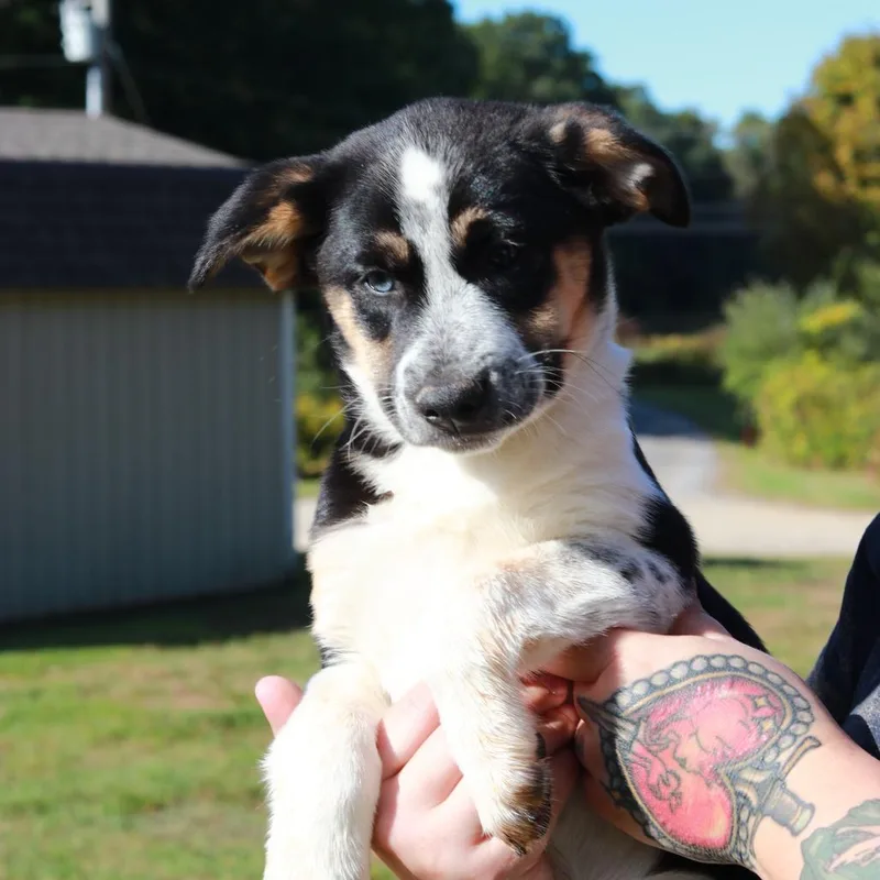 CT Bailey thumbnail 6