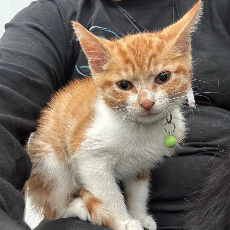 A baby small-sized male Orange / Red Domestic Short Hair cat named Kramer for adoption in Corpus Christi, TX