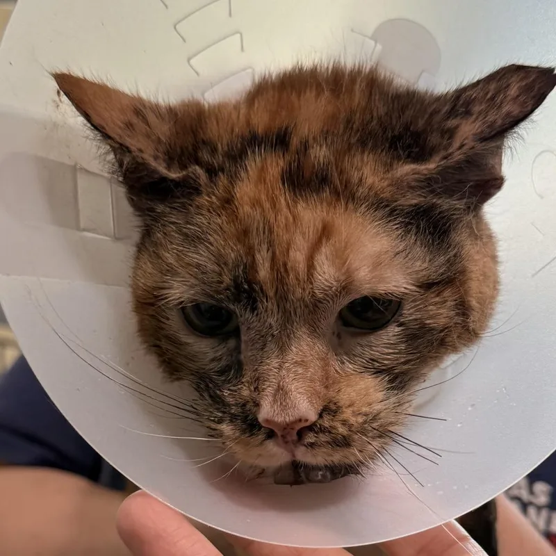 A senior small-sized female Brown / Chocolate Domestic Short Hair cat named Bebe for adoption in Leander, TX