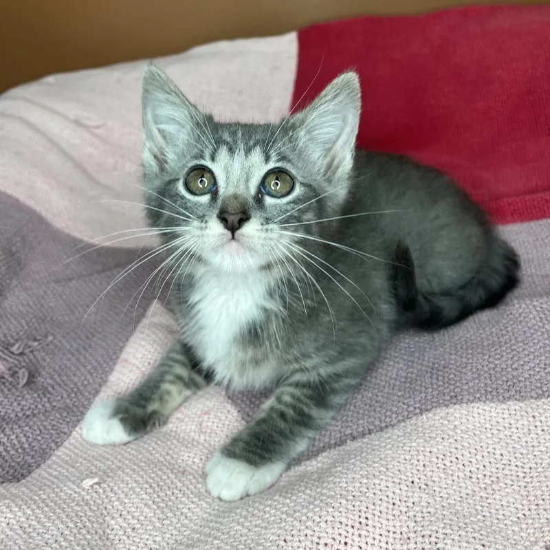 A baby small-sized female Gray / Blue / Silver Domestic Short Hair cat named Sangria for adoption in San Antonio, TX