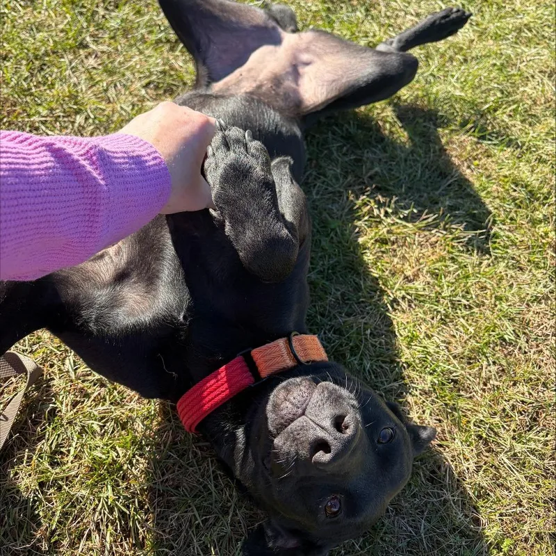 A young medium-sized female Black Mixed Breed dog named Aurora for adoption in Morrisville, VT