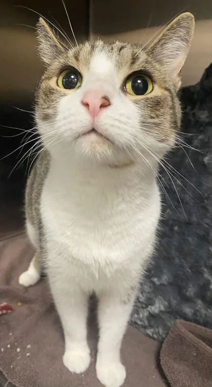 An adult medium-sized male Domestic Short Hair cat named Bowie for adoption in Fishers, IN