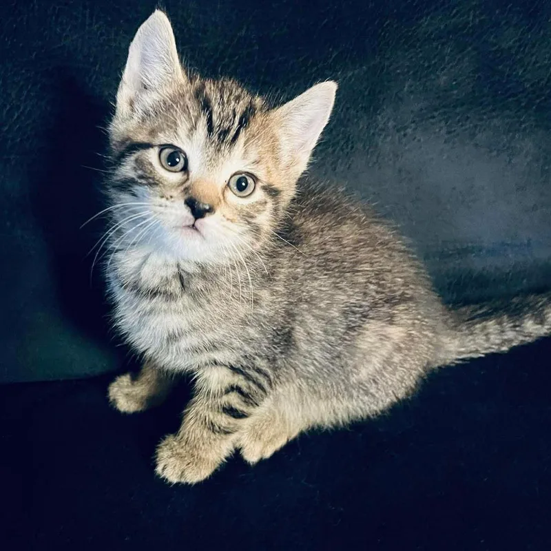 A baby medium-sized female Tabby (Brown / Chocolate) Domestic Short Hair cat named Croc for adoption in Reading, PA