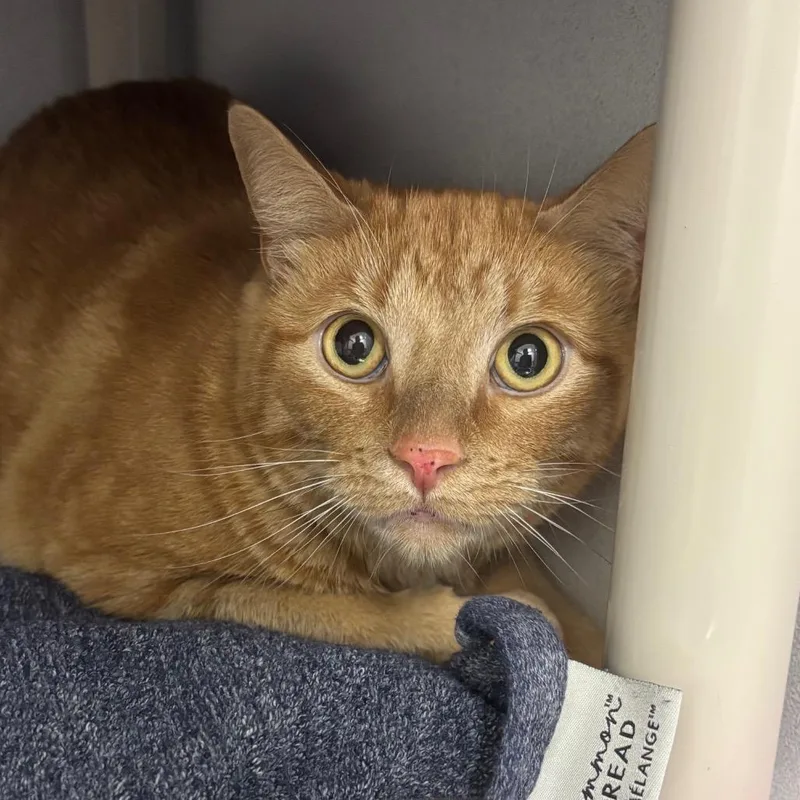 An adult large-sized male Orange / Red Domestic Short Hair cat named Andy for adoption in Dover, NH
