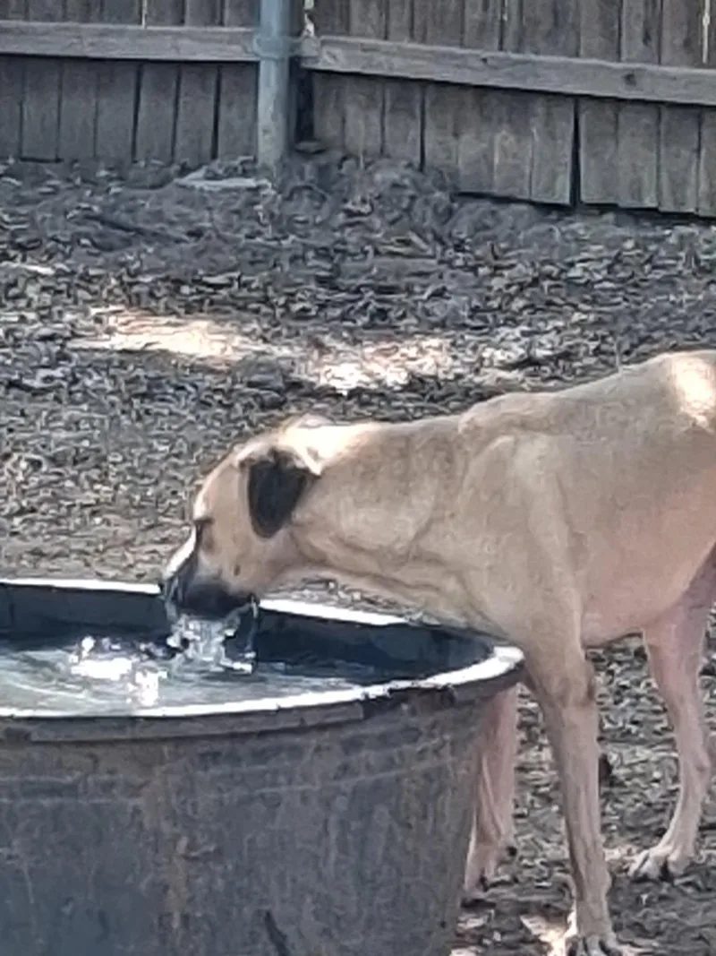 An adult medium-sized female Black Mouth Cur dog named Ruby Doo for adoption in Joshua, TX