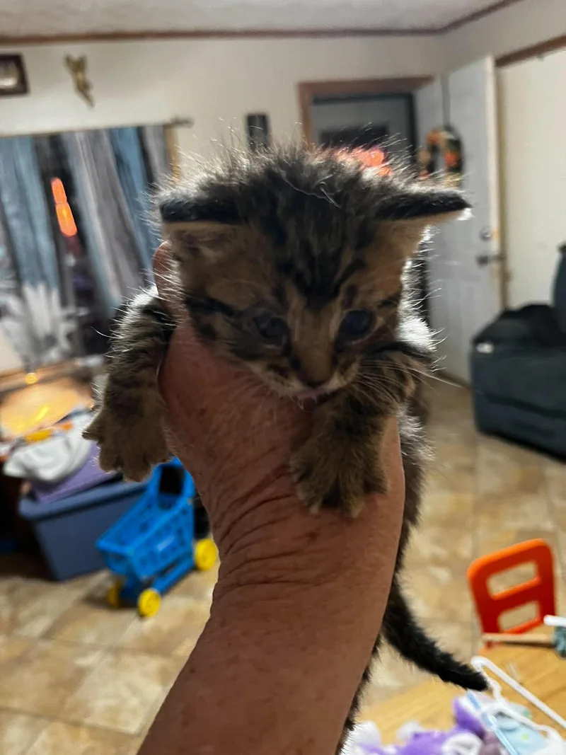 A baby small-sized male Domestic Short Hair cat named Bottle Feeder for adoption in Snyder, TX
