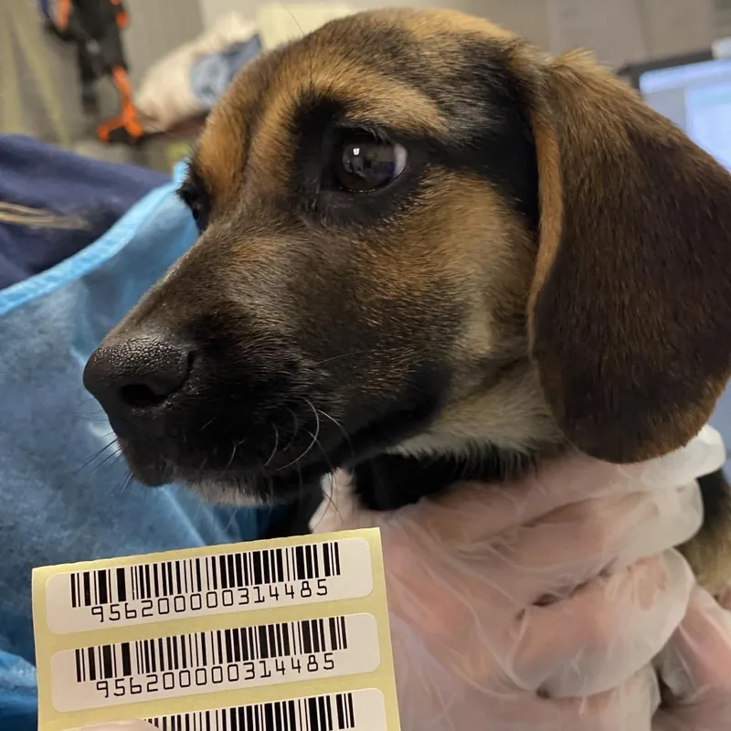 A baby small-sized female Black Mixed Breed dog named Latte for adoption in Charleston, WV