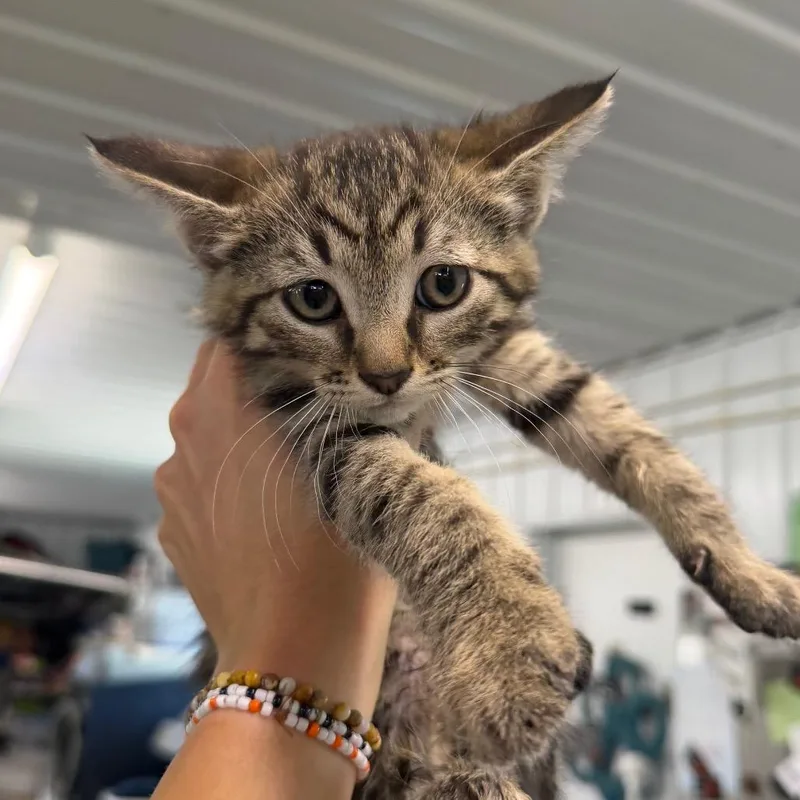 A baby small-sized female Brown / Chocolate Domestic Short Hair cat named Eclair for adoption in Spanish Fork, UT