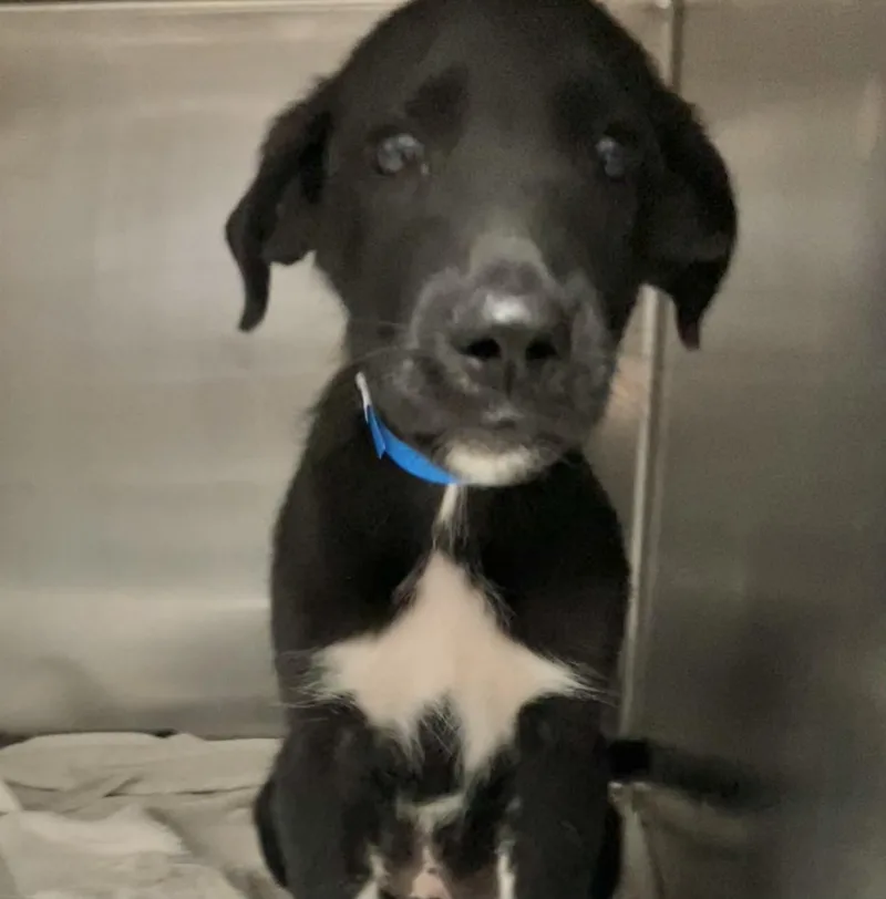 A baby medium-sized male Black Australian Cattle Dog / Blue Heeler dog named Alvin for adoption in Parma, OH
