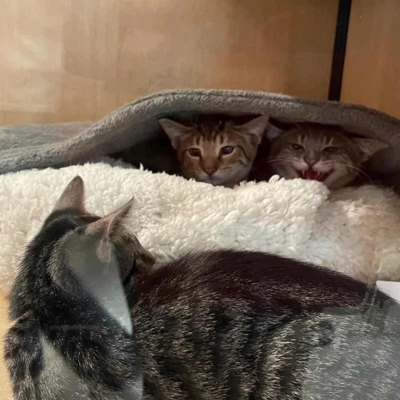 A baby medium-sized female Domestic Short Hair cat named Pumbaa for adoption in New York, NY